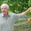 Duurzame tomaten en mensen