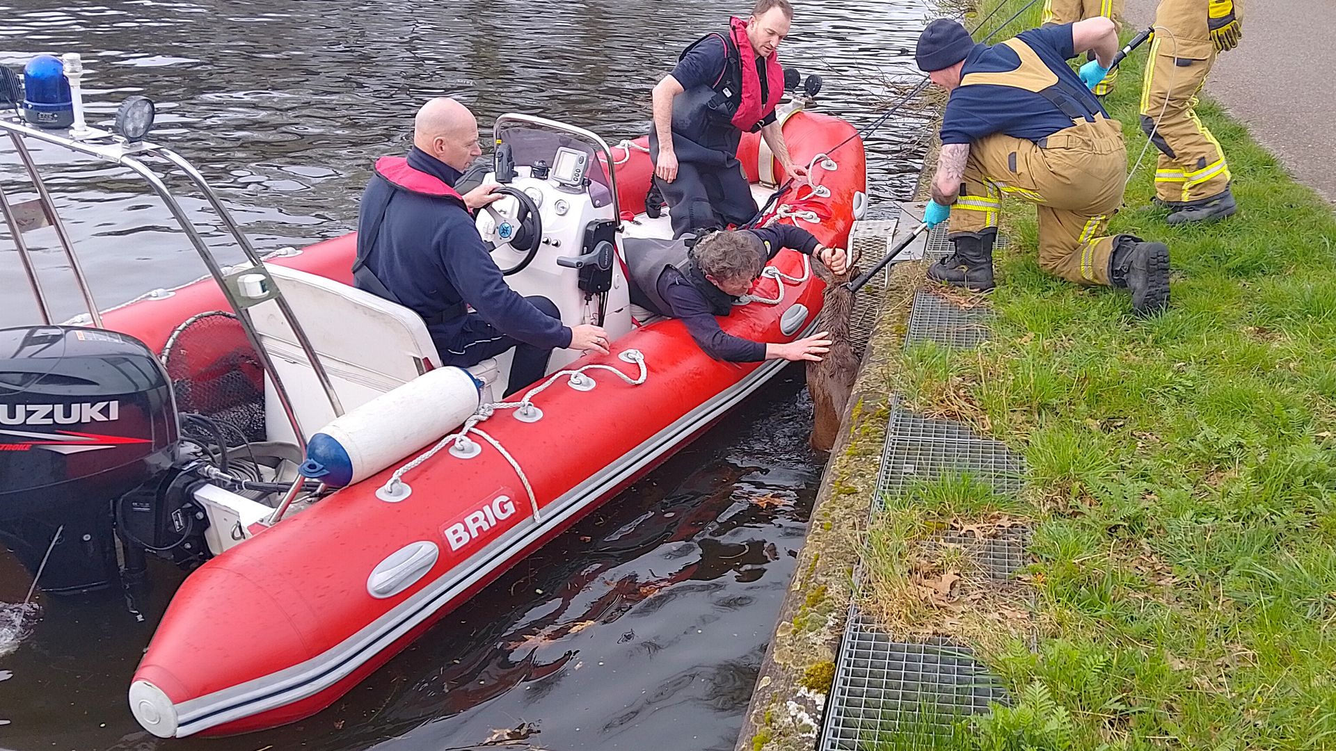 Brandweer moet ree redden uit kanaal Dessel-Schoten | RTV