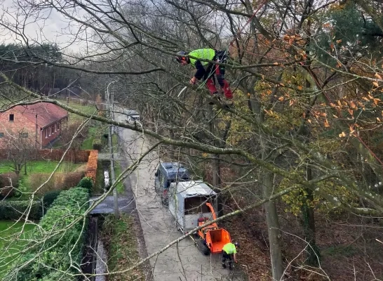 Boomverzorging Bruinbeekvallei Bonheiden