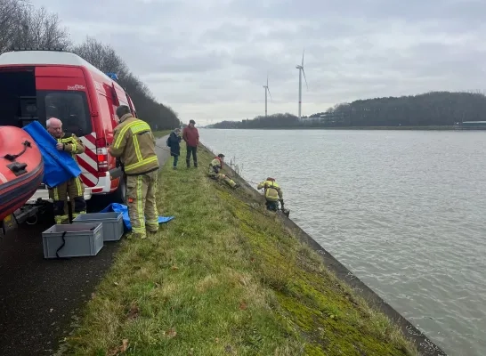 ree in Albertkanaal Olen