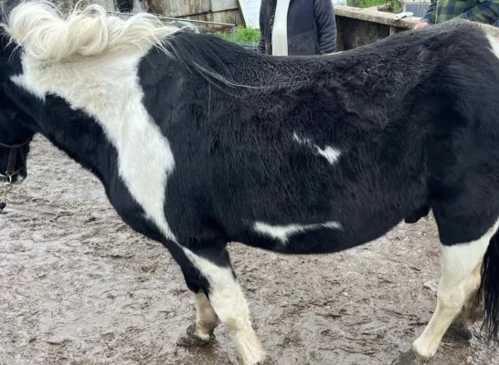 Paard in beslag genomen Heist-op-den-Berg