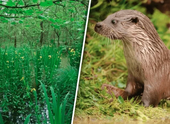 In de Calievallei in Tielen zijn weer otters gespot