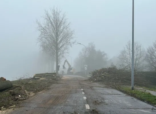 bomenkap Willebroek Tisselt fietsostrade