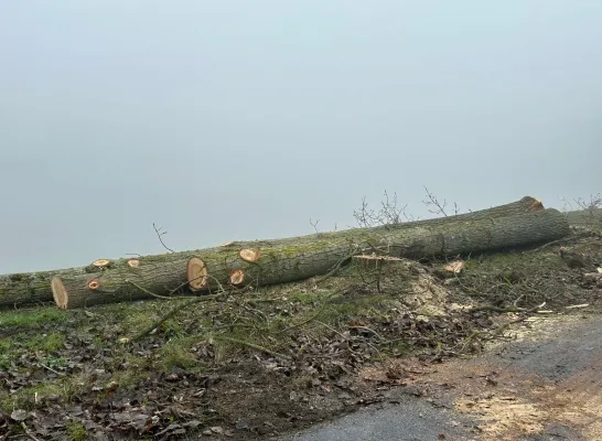 bomenkap Willebroek Tisselt fietsostrade