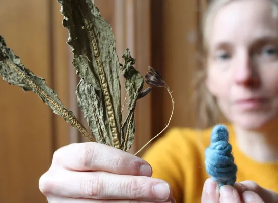 Verfplanten gevonden bij archeologische opgravingen in Mechelen