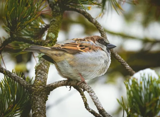 huismus vogel algemeen