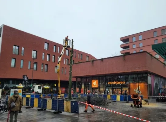 moeraseik Brepolsplein Turnhout zieke boom