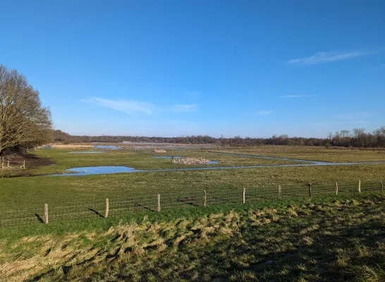 Wetlands in het Mechels Broek in Mechelen