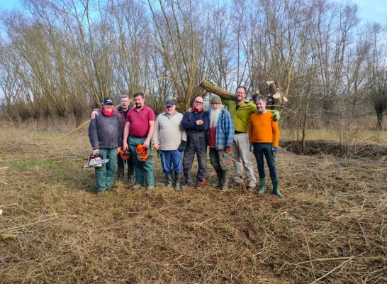 Titte den grunen hesteneer knotten wilgen knotwilgen Netevallei Natuurpunt knottende knotters