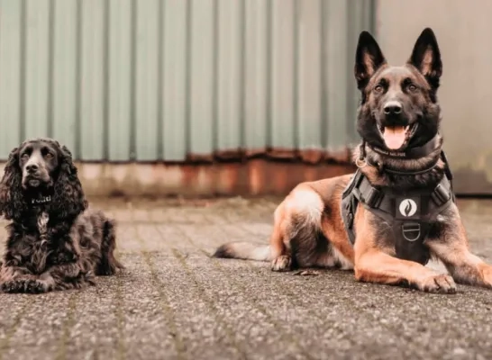 honden politie regio Turnhout 