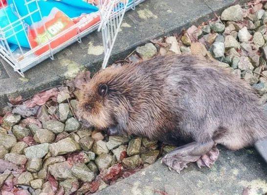 Verzwakte bever in VOC Herenthout