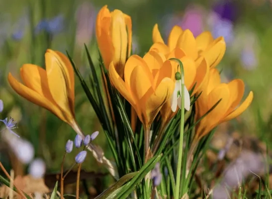 krokus lente rechtenvrij