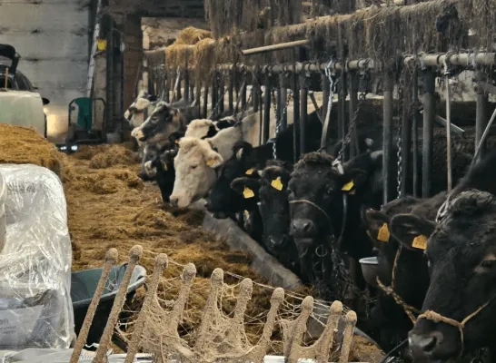 boeren vennengebied 