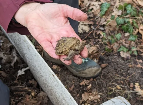 paddenoverzet Bonheiden amfibieën salamanders kikkers padden