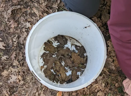 paddenoverzet Bonheiden amfibieën salamanders kikkers padden