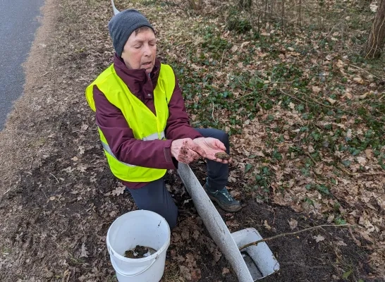 paddenoverzet Bonheiden amfibieën salamanders kikkers padden