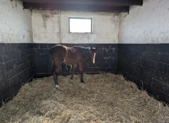 De andere paarden zijn wel perfect in orde, beweert de eigenaar.