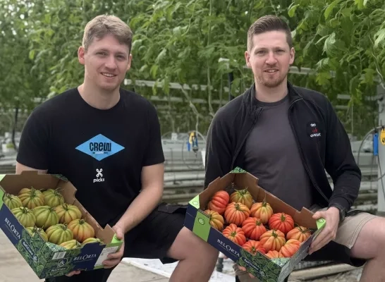 Ferre en Brecht Vertommen Coeur de Boeuf tomaten