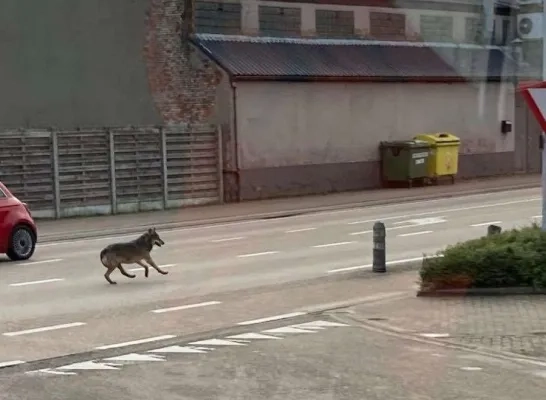 wolf zwerft rond in Geel en Westerlo