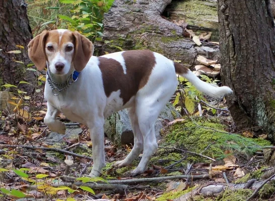 Hond loopt los in bos