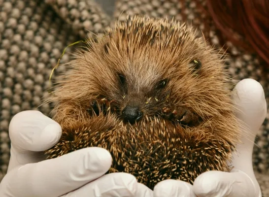 gewonde egel rechtenvrije stockfoto