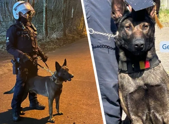 Politiehond Zulu Politie Zuiderkempen