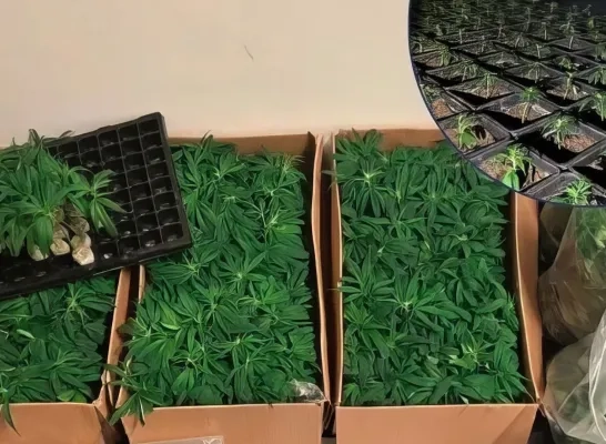 Cannabisplantage Rolwagenstraat Lier