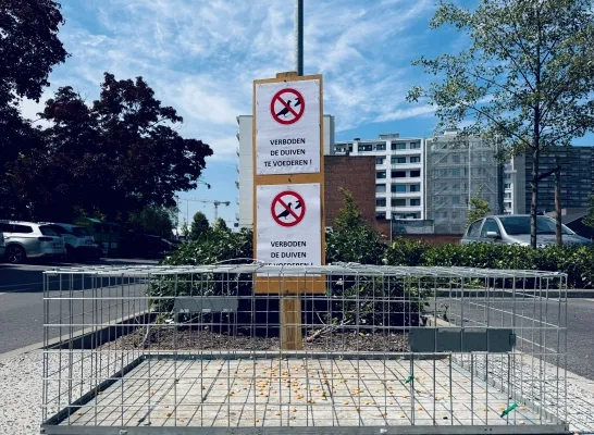 duivenoverlast Mechelen