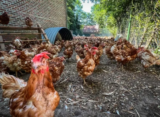 Verwaarloosde kippen uit Tielen worden verzorgd in Limburg