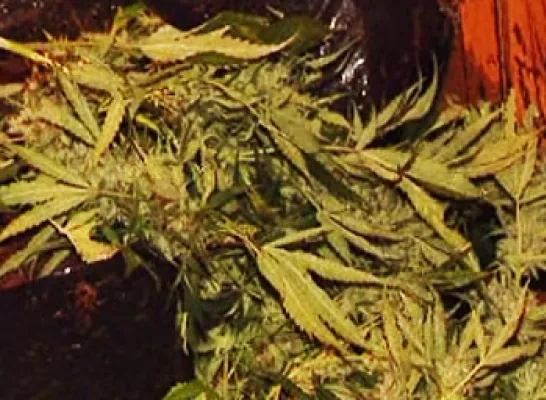 cannabis3.jpg