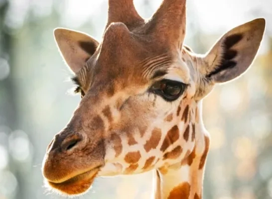 giraf.png