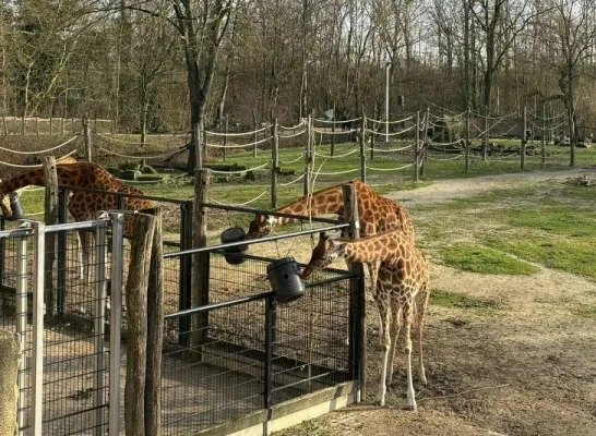 giraf_planckendael.jpg