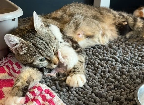 kittens afvalophaling papier karton IOK afvalbeheer Mol