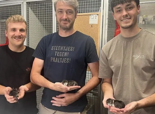 De redders van de kittens