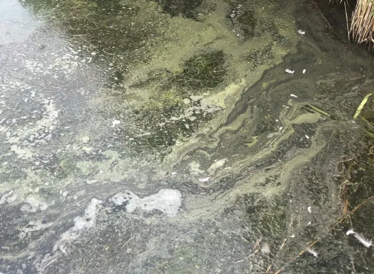 Blauwalg verdwenen uit alle Kempense kanalen