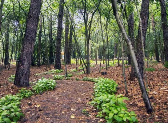 Natuurbegraafplaats Geel