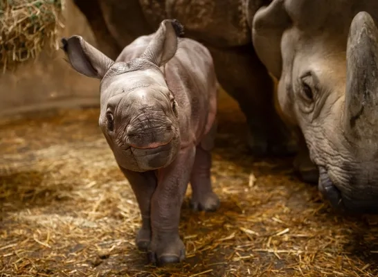neushoornbaby