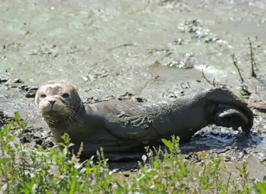 zeehondje Lier Leo Vaes Kleine Nete