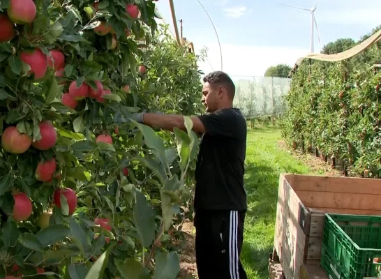 appelteler geel