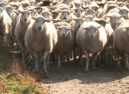kudde schapen archief.
