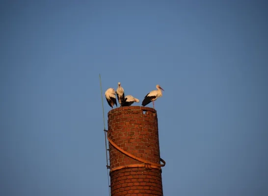 Ooievaars in Mol-Achterbos