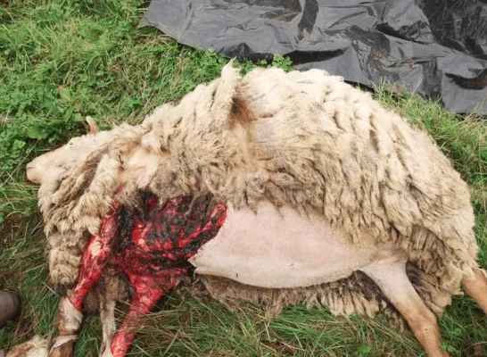 dood schaap Mo
