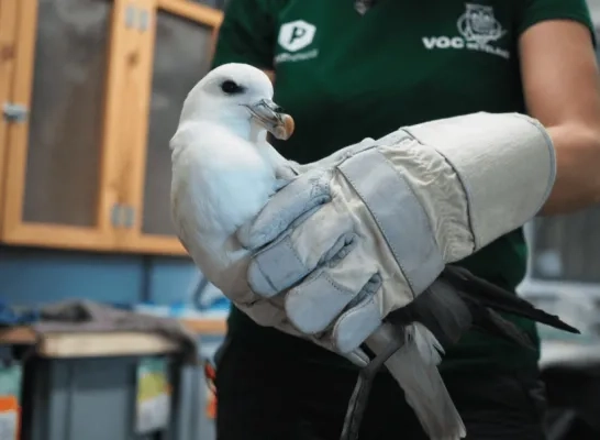 Noordse stormvogel .p