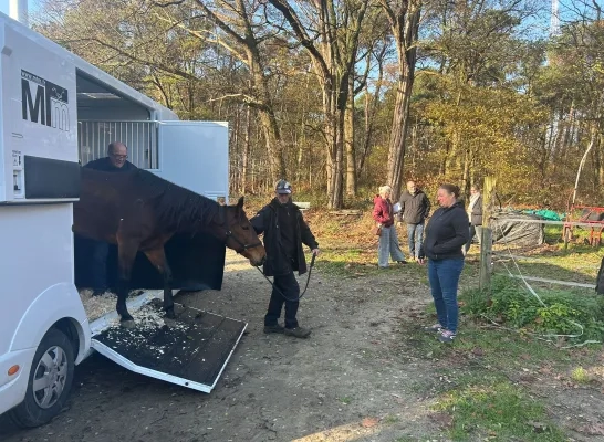 gestolen paarden Olen teruggevonden