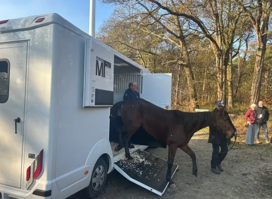 gestolen paarden Olen teruggevonden