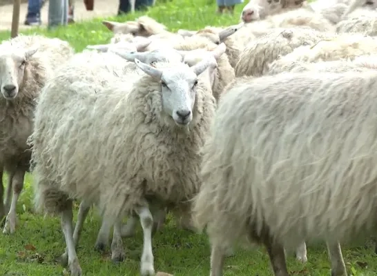 schaap blauwtong rund