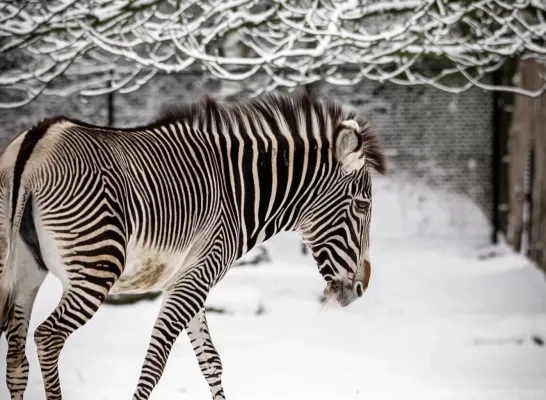 ZOO Planckendael zebra in de sneeuw