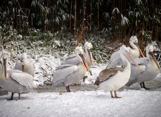 Zoo Planckendael pelikaan in de sneeuw