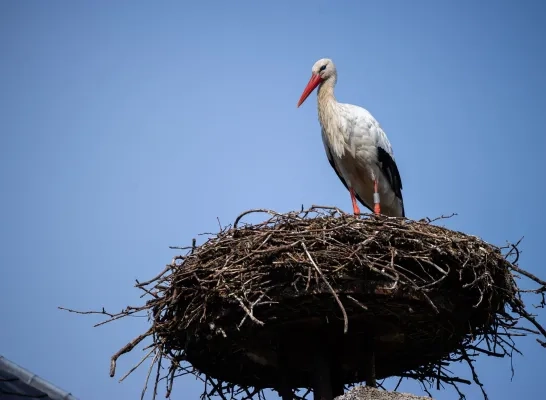 Eerste ooievaars keren terug naar ZOO Planckendael