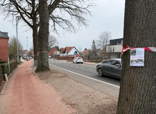 bomenkap kasterlee